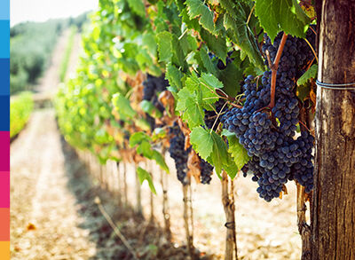 Sostenibilità nel settore vitivinicolo